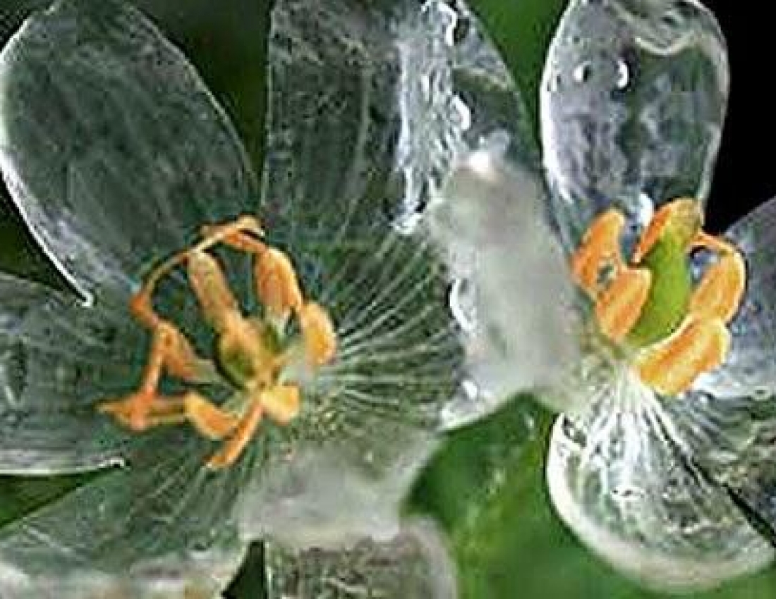 Дива природи: Диво – квітка, що стає прозорою після дощу