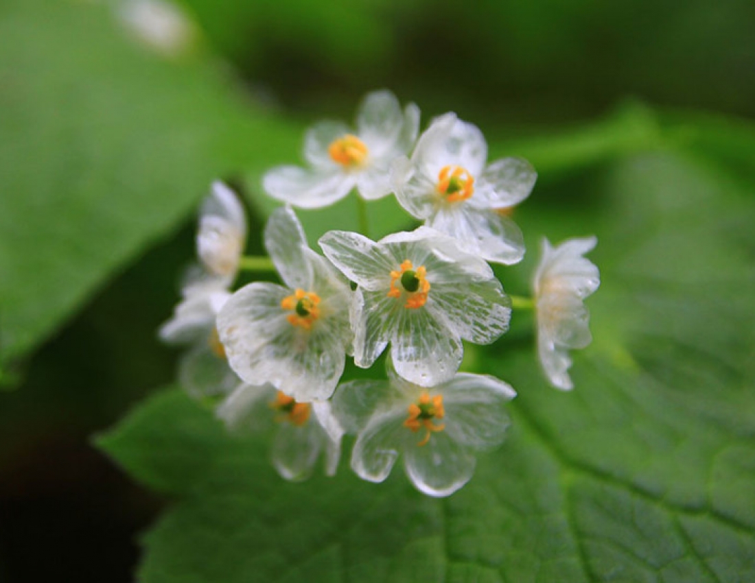 Дива природи: Диво – квітка, що стає прозорою після дощу