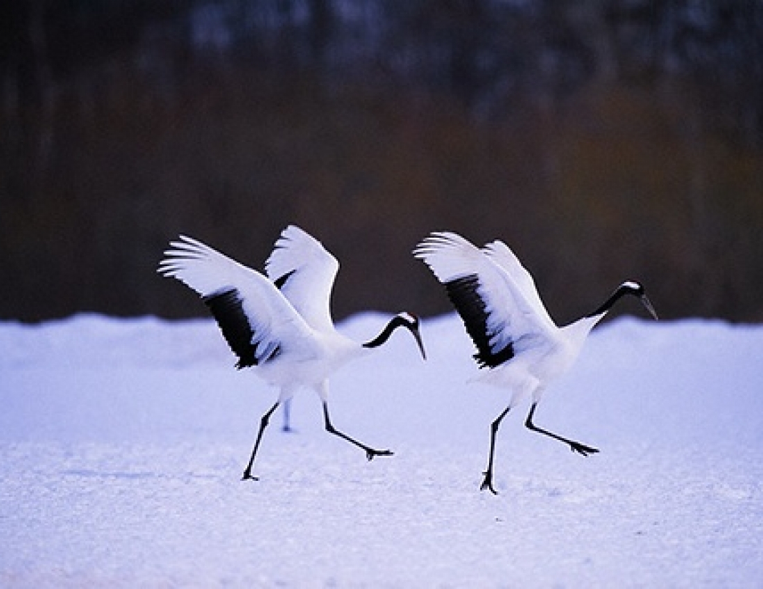Шлюбний танок журавля: чи бачили Ви щось романтичніше?!..