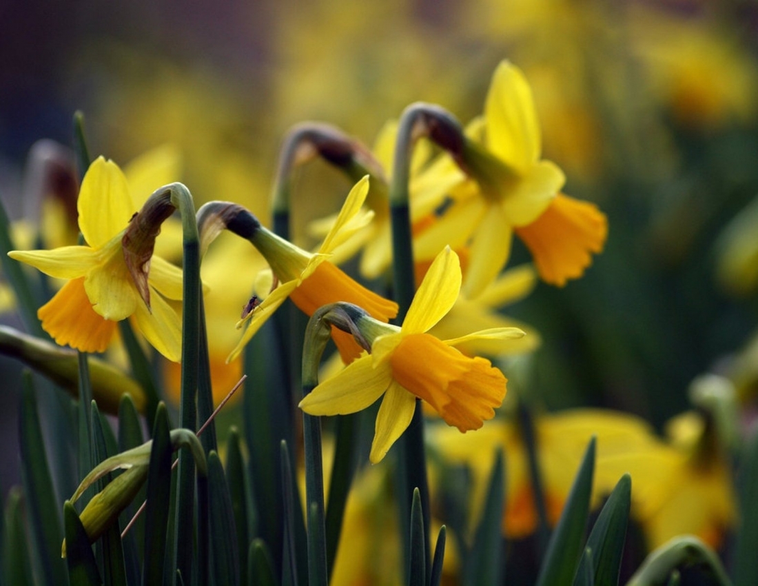 Весняні нарциси