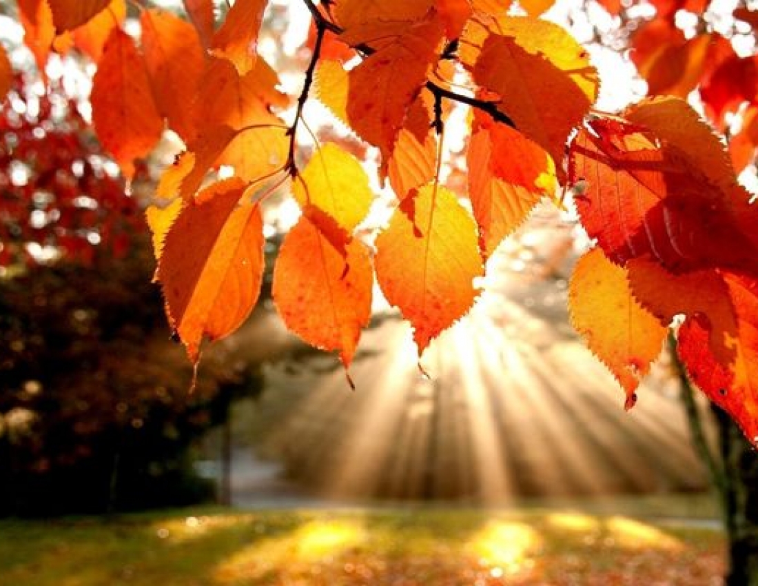 Павутинка бабиного літа ...