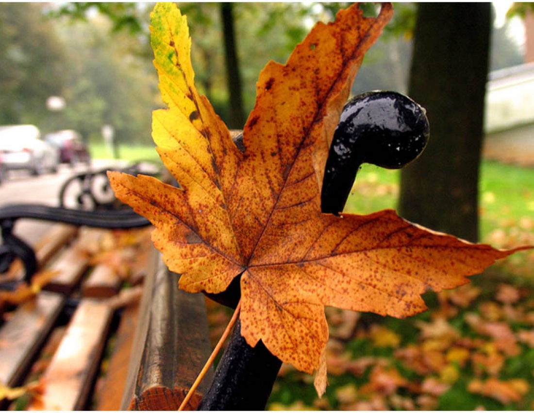 Осінь, осінь...