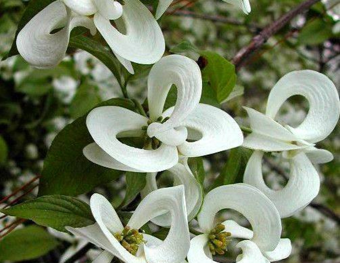 Квітковий рай