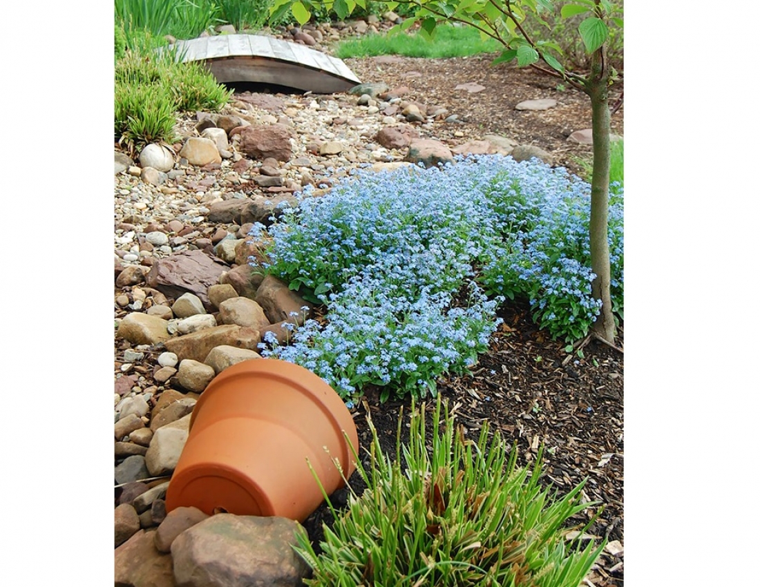 Квітуча ріка - молочні береги...