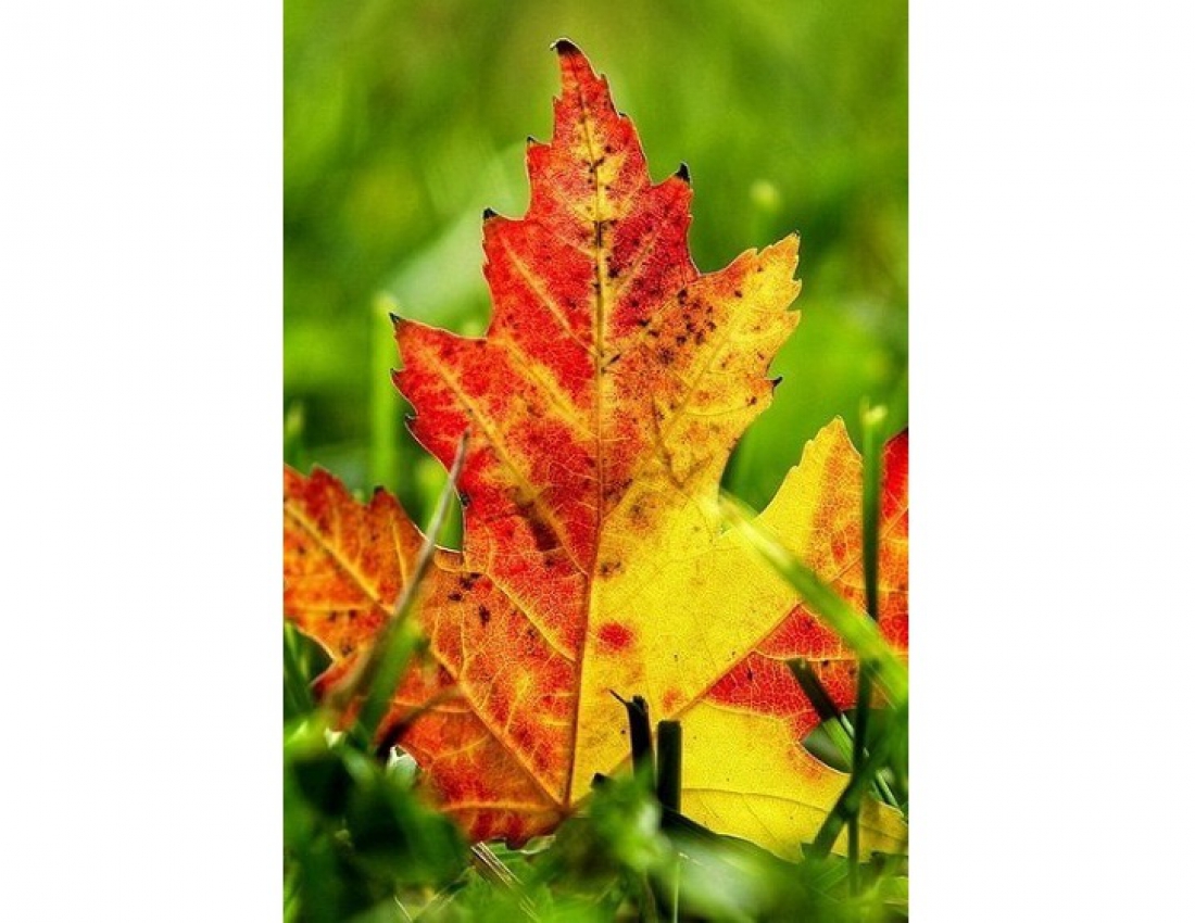 Шедеври золотої осені...