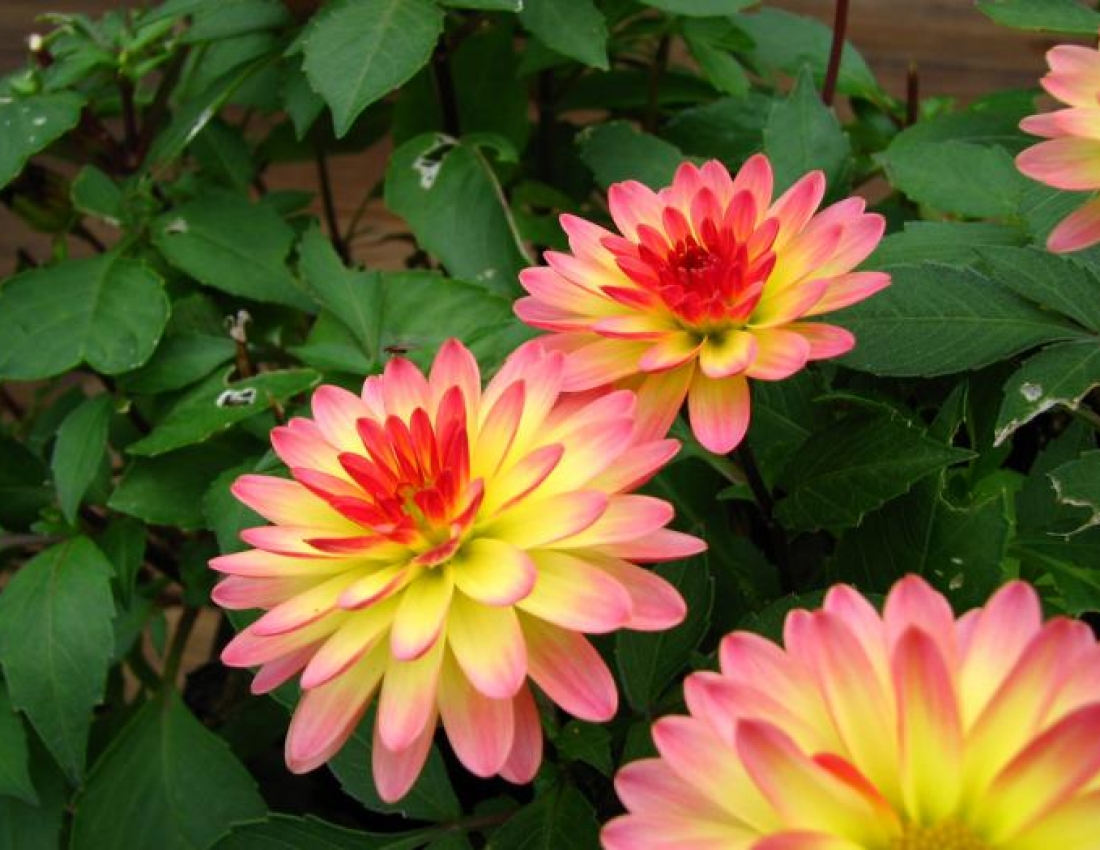 Жоржини з дитинства...