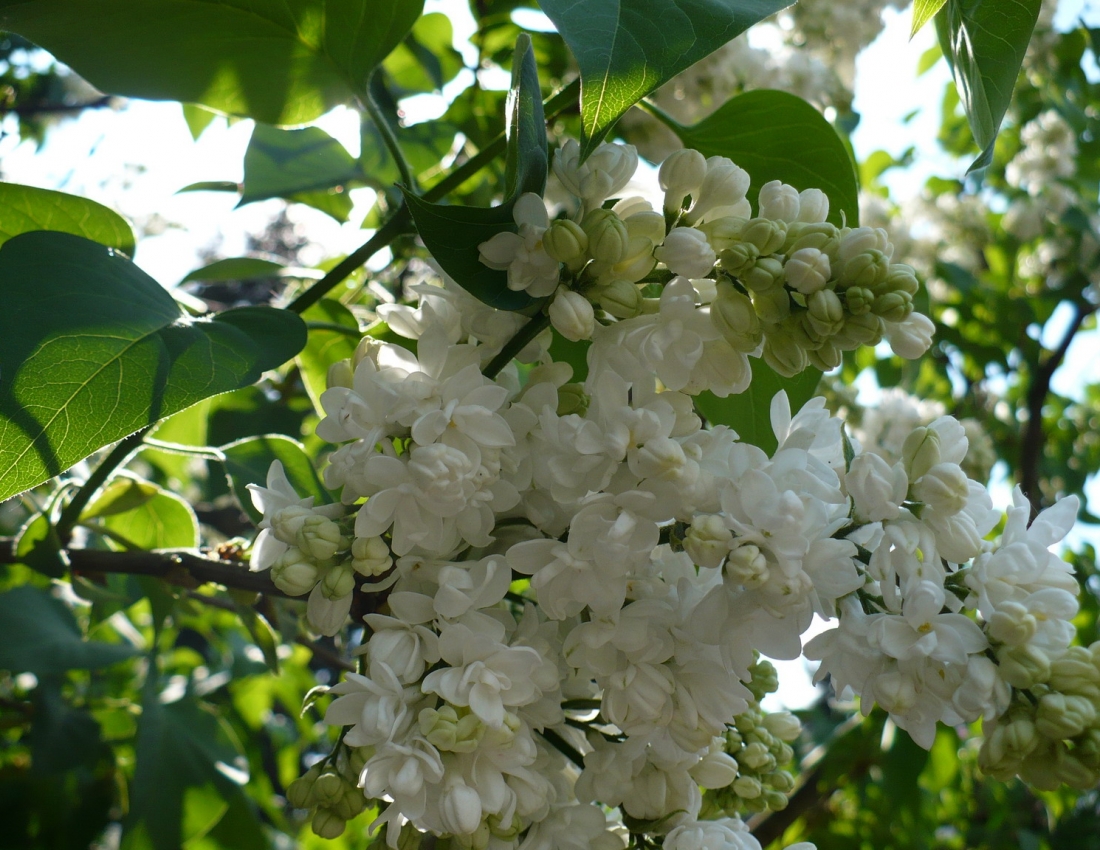 Бузок... Квітка нашого дитинства...