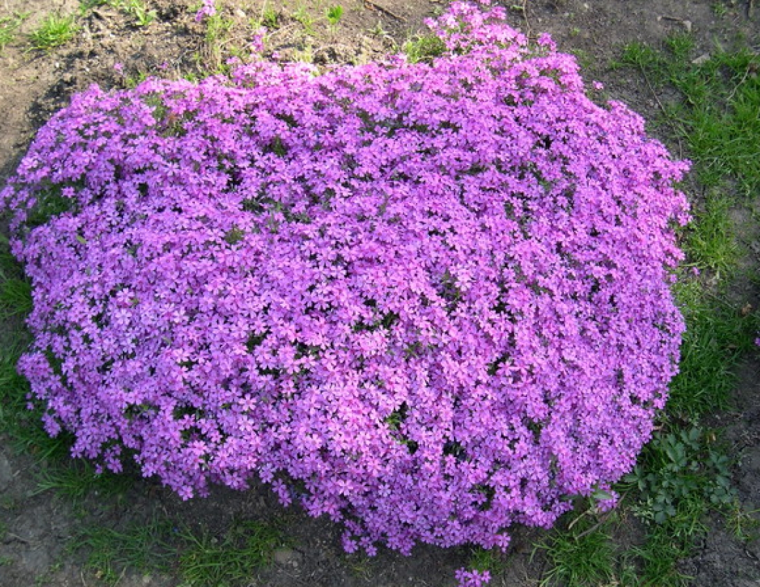 Прибудинкова казка своїми руками