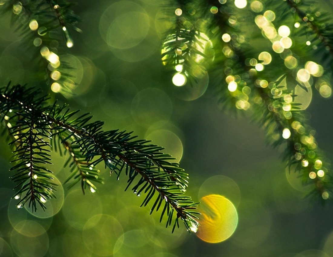 Такий лагідний, задумливий, довгоочікуваний ... весняний дощ за вікном