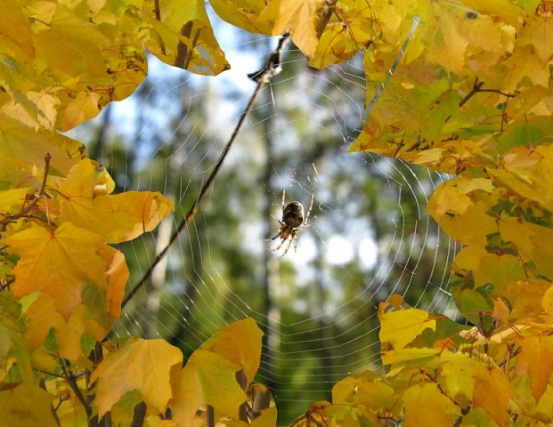 Павутинка бабиного літа ...