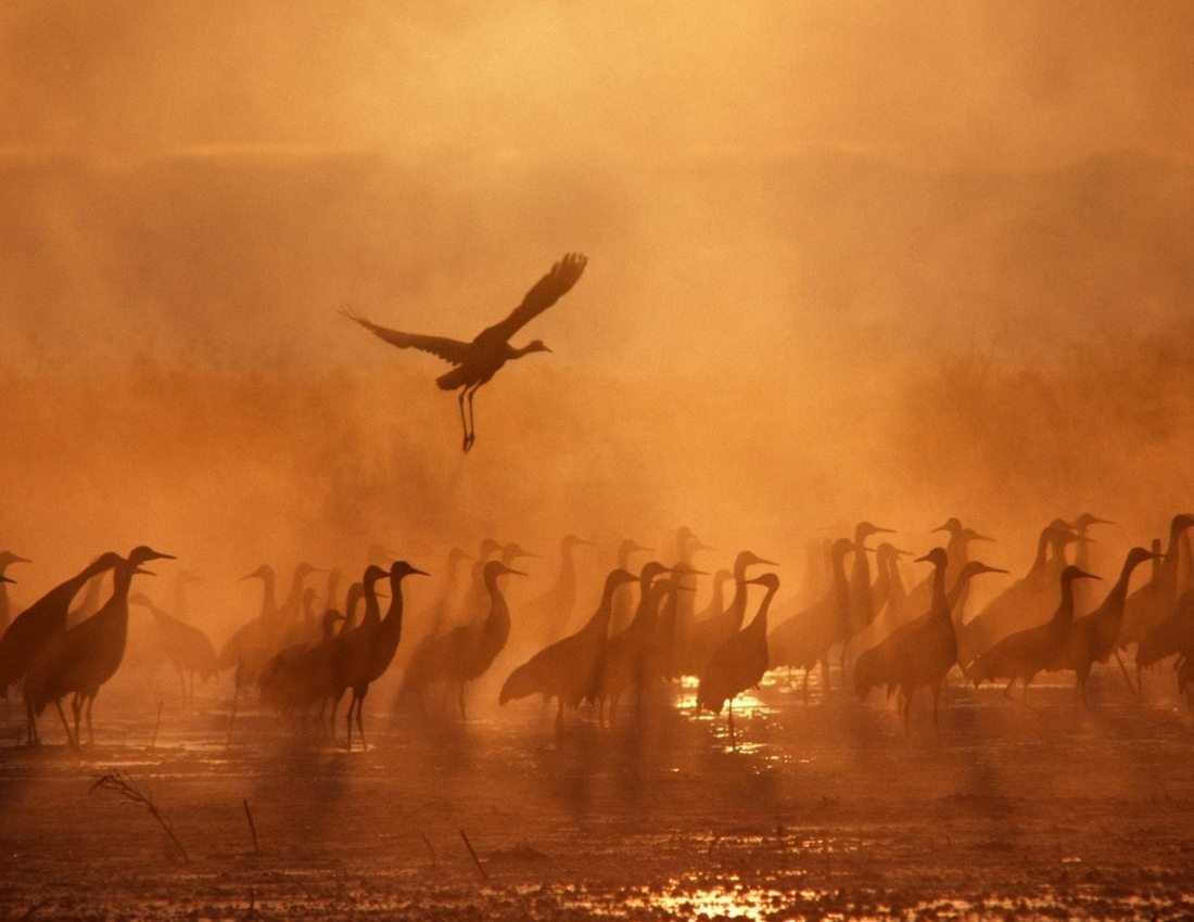 Відлітають журавлі...