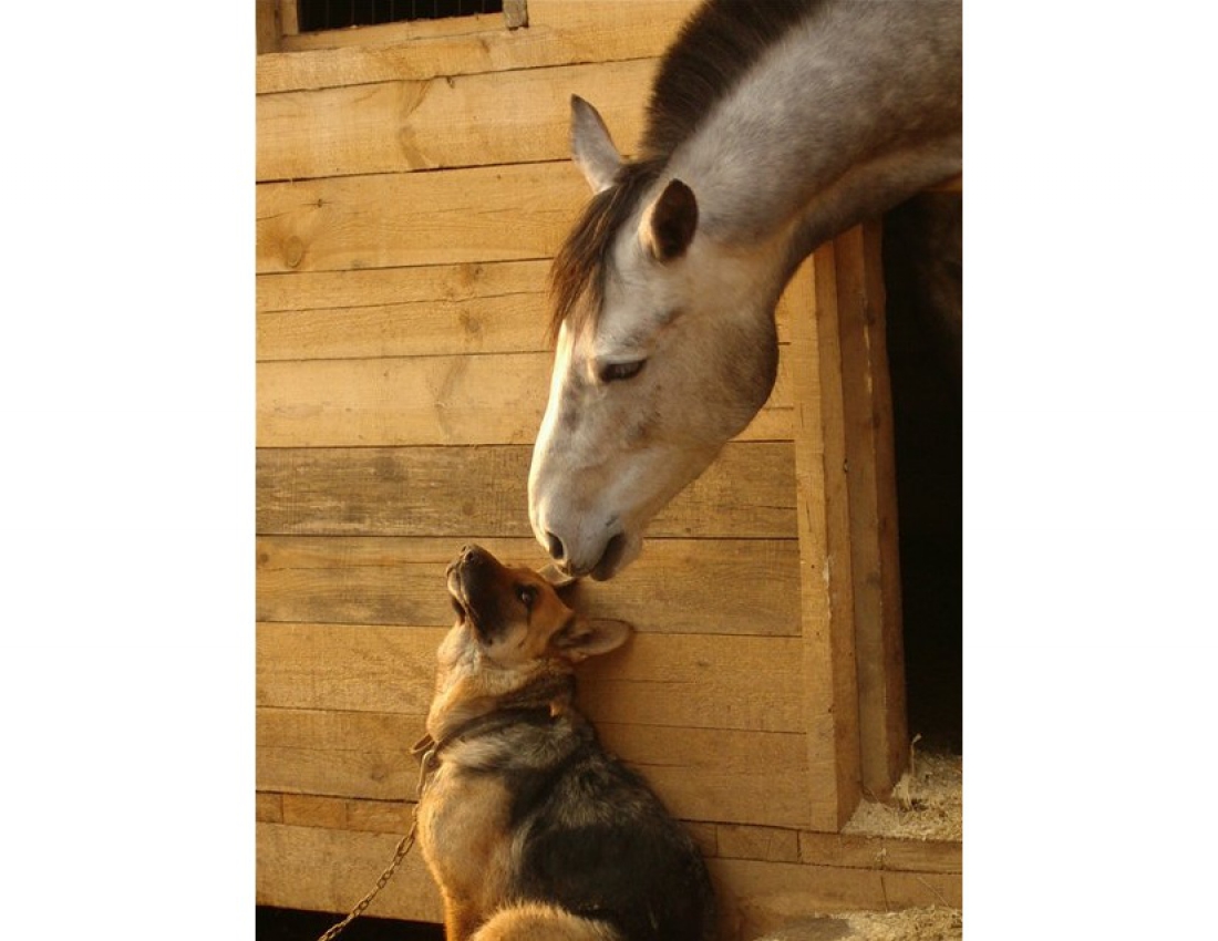 Дружба у світі тварин... :-)