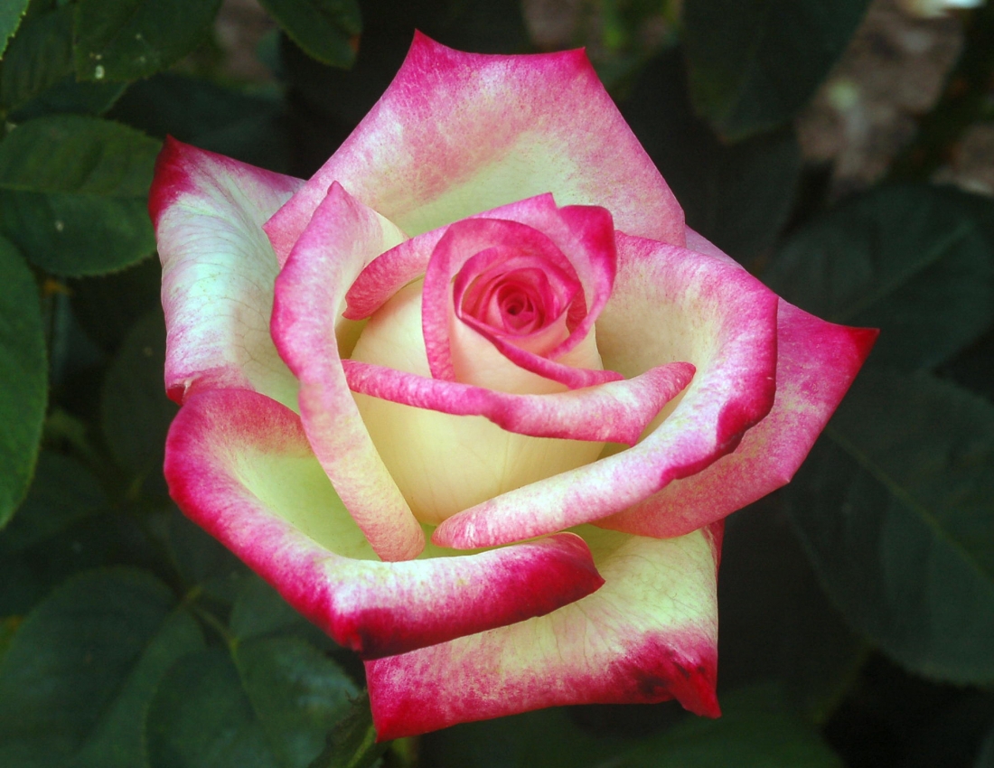 Цвітуть троянди – долі багряні,
ніжності квіти, крила любові ...