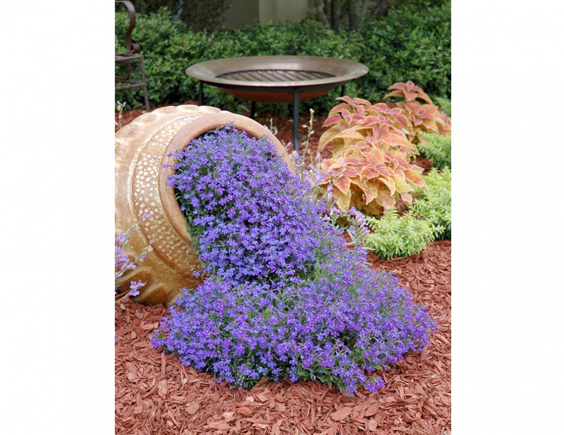 Квітуча ріка - молочні береги...