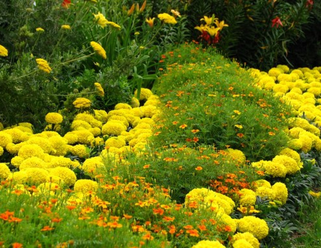 Квітка чорнобривця у нашому житті