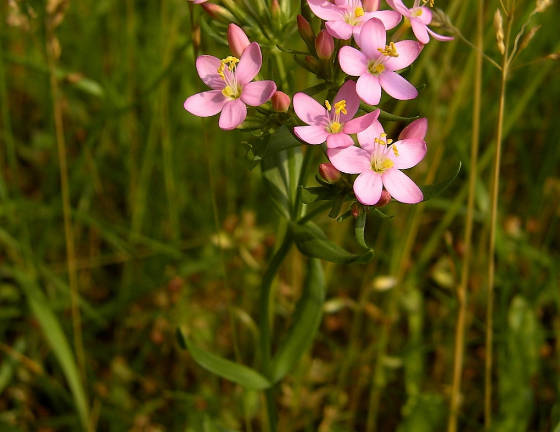 Краса, що лікує ...