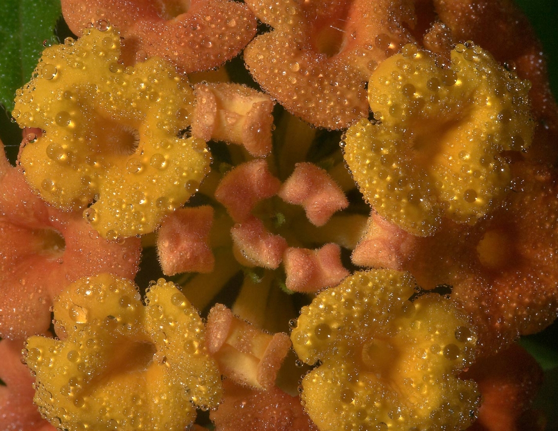 Свіжість, гармонія та колір - усе для нашого гарного настрою)