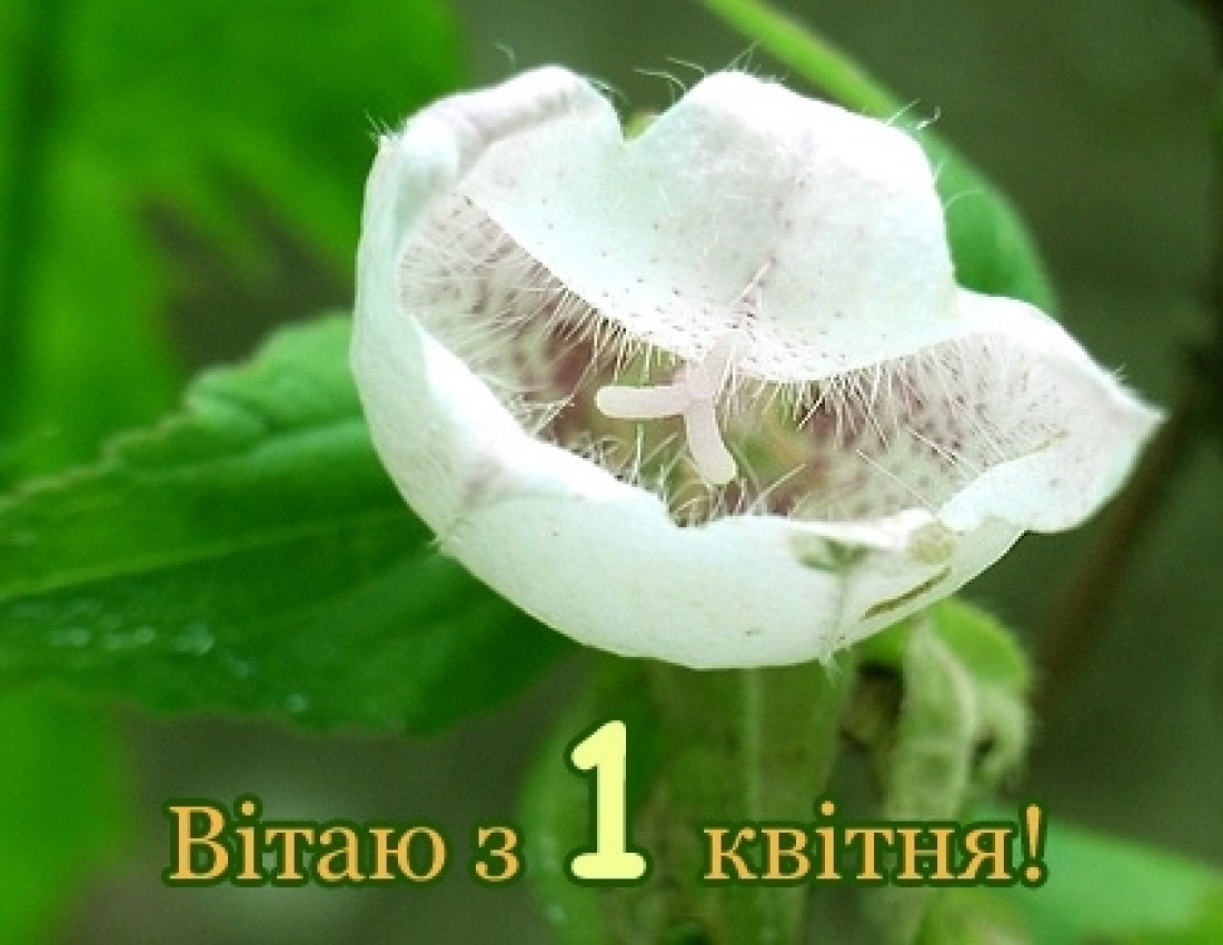 З Днем сміху!!!