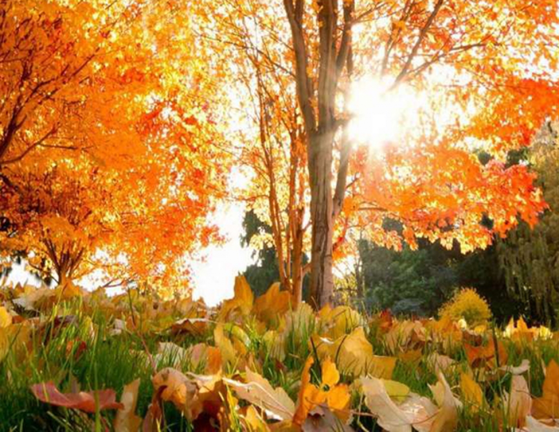 Павутинка бабиного літа ...