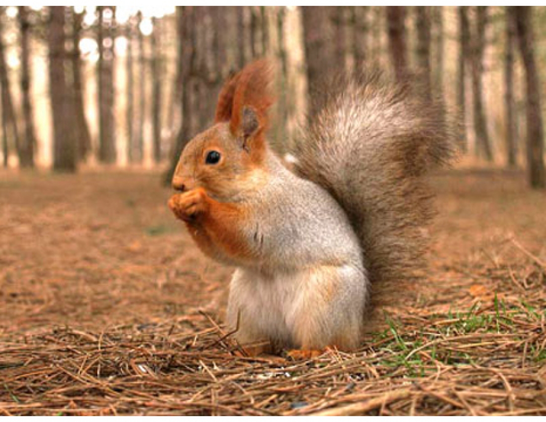 Цікавий світ природи