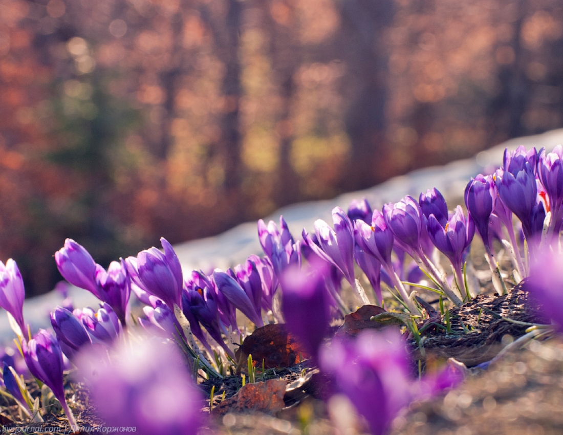Ви бачили це диво з див???