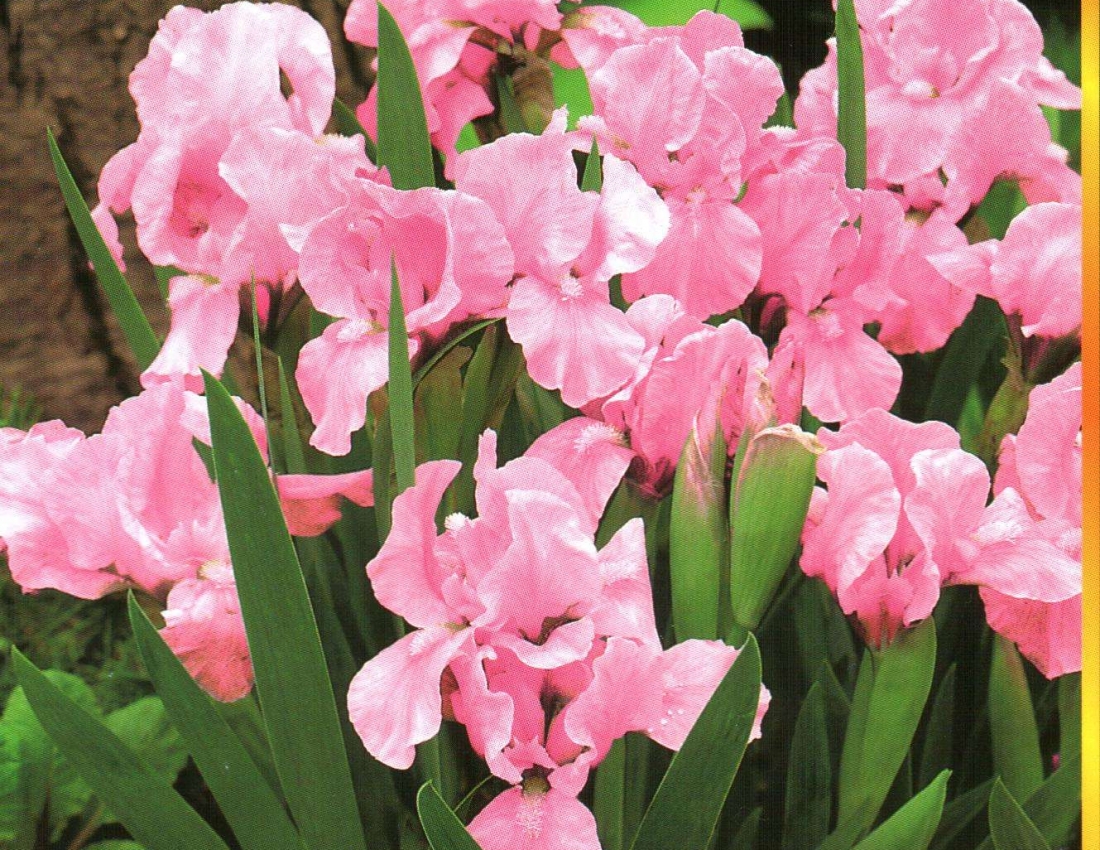 Квітка ірису - символ мужності та відваги...