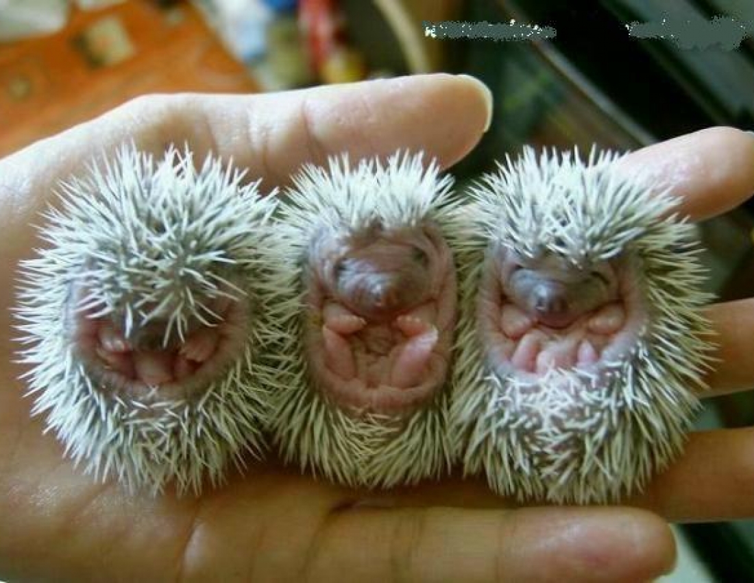 Цікавий світ природи-2