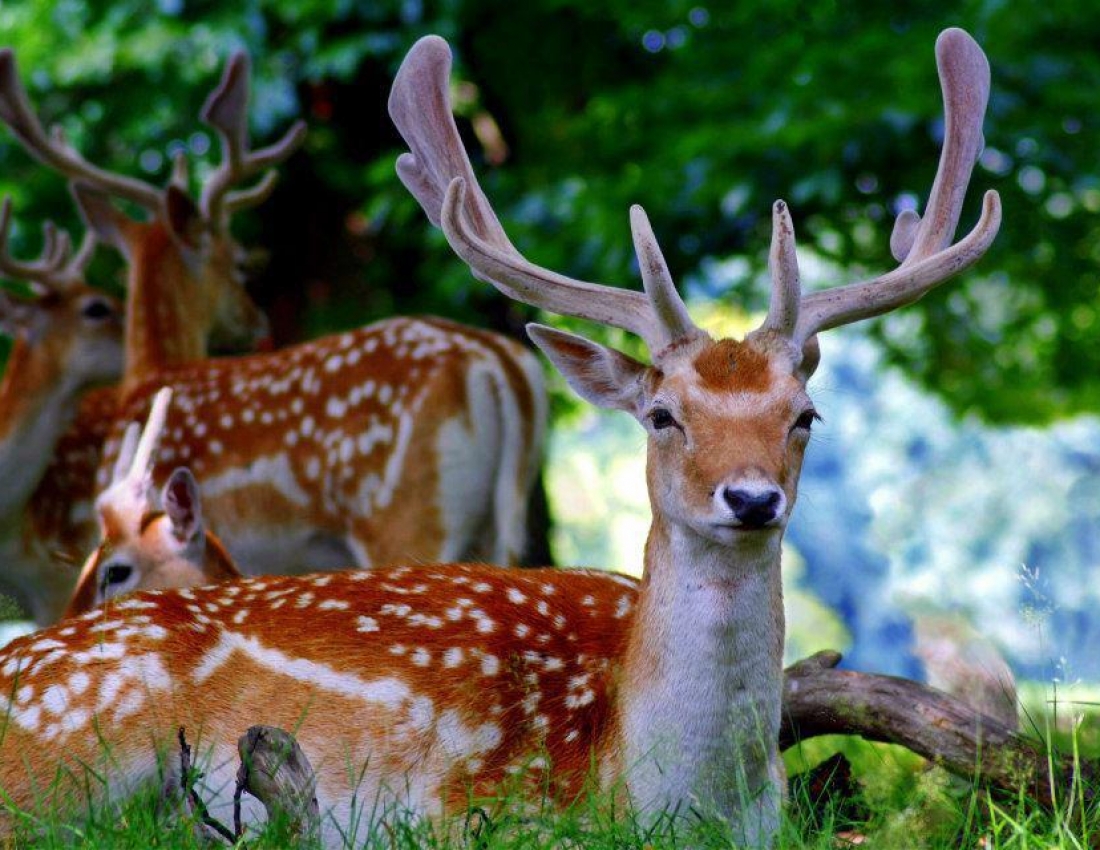 Цікавий світ природи-2