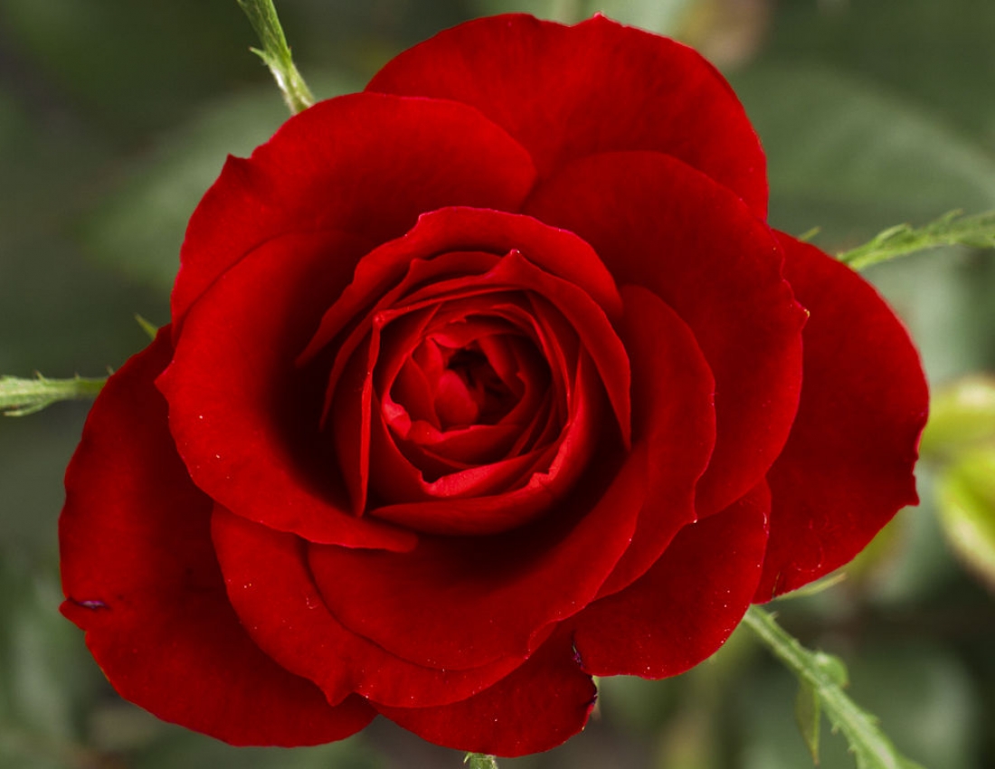 Цвітуть троянди – долі багряні,
ніжності квіти, крила любові ...