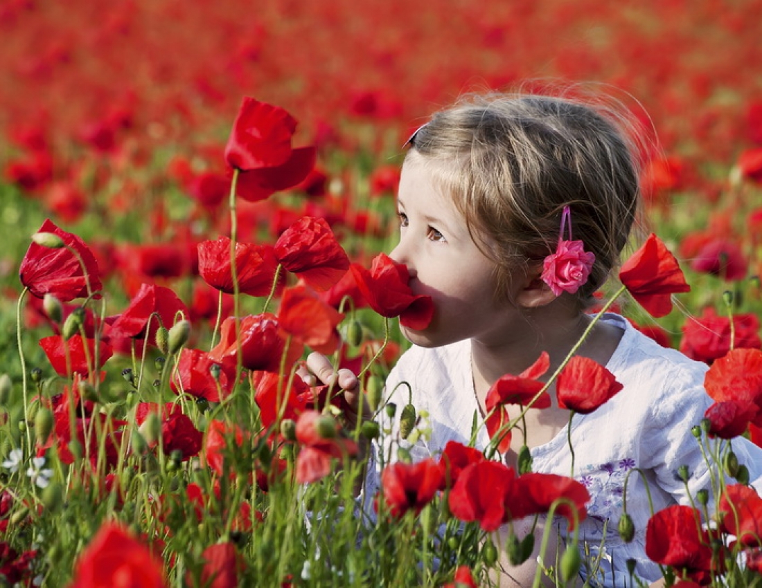 Краса, молодість, надія ... або символ маку у нашій культурі