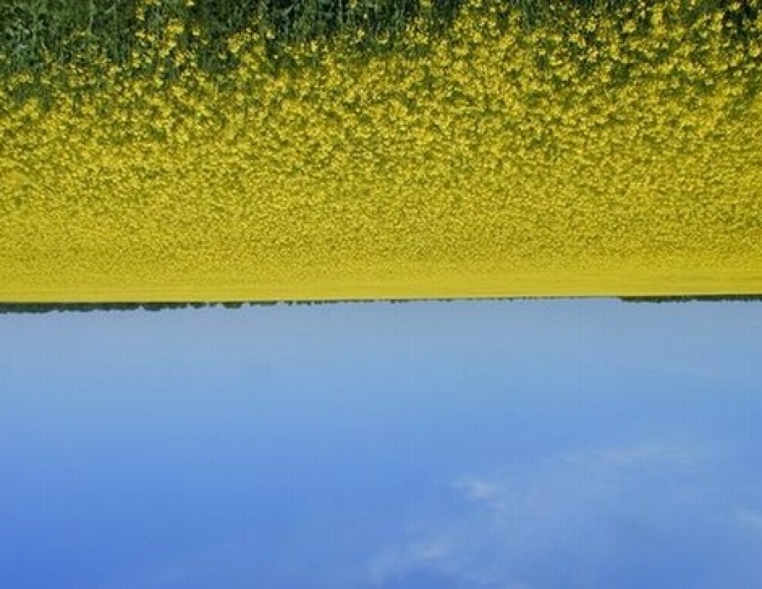 Блакитно-жовта та Жовто-блакитна краса нашого світу!