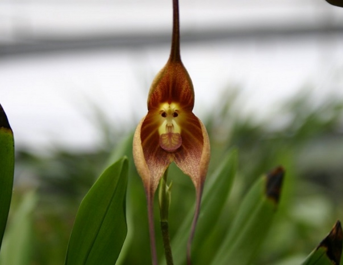 Незвичайні орхідеї, які вражають своєю красою...