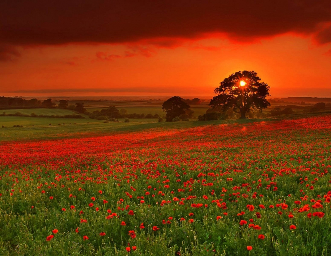 Доброї та ніжної всім української ночі!