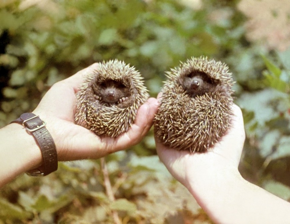 Дивовижні і колючі