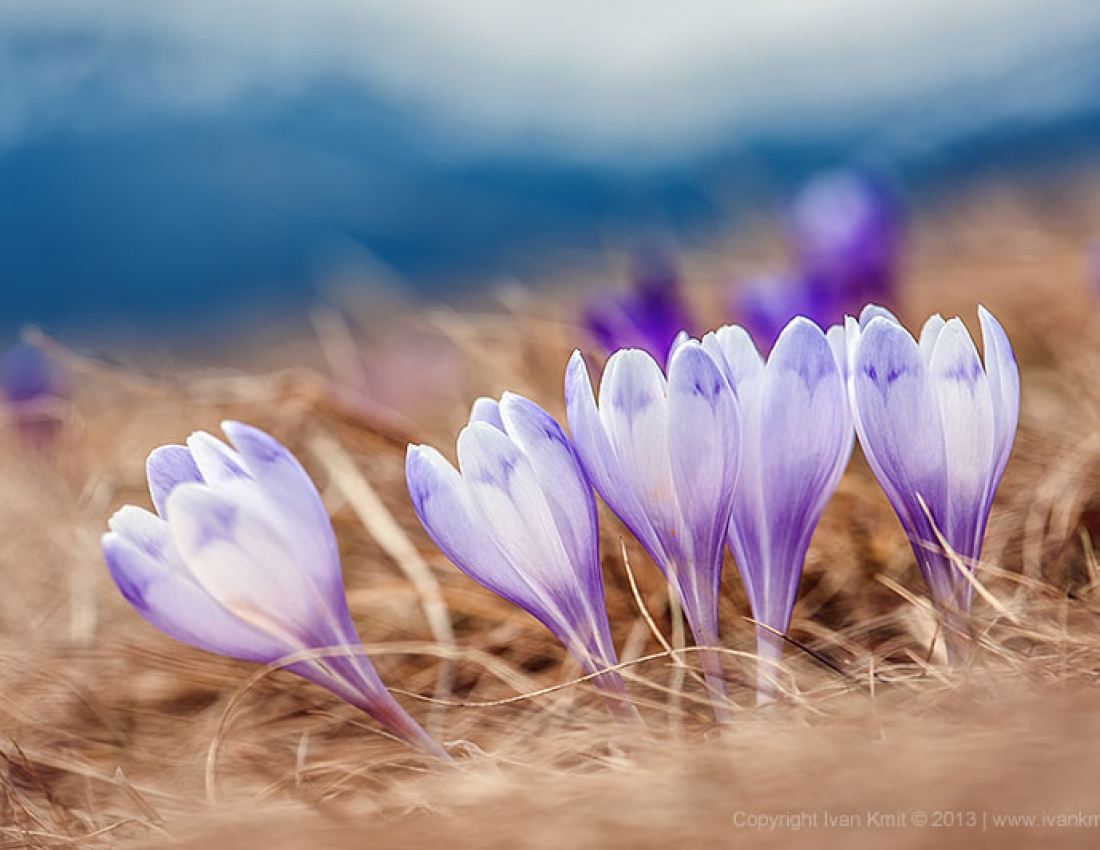 Ви бачили це диво з див???