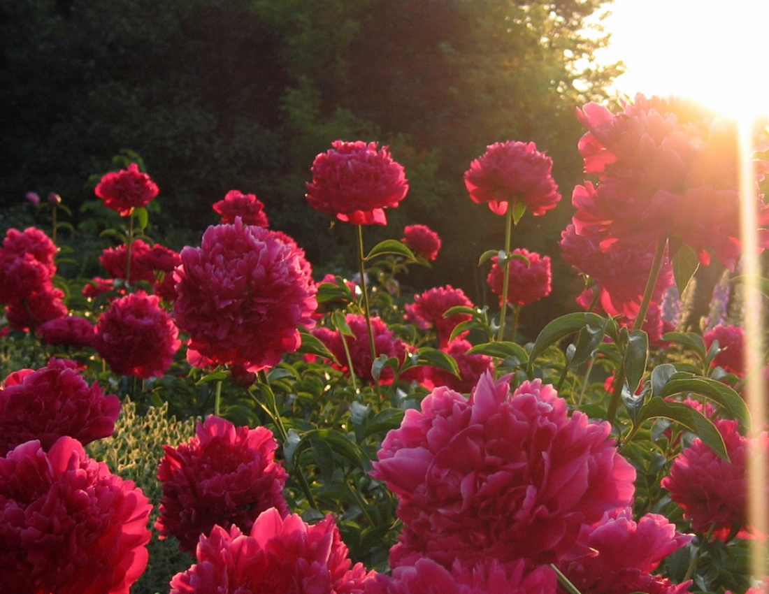 Півонія, півонія, кохання аромат...