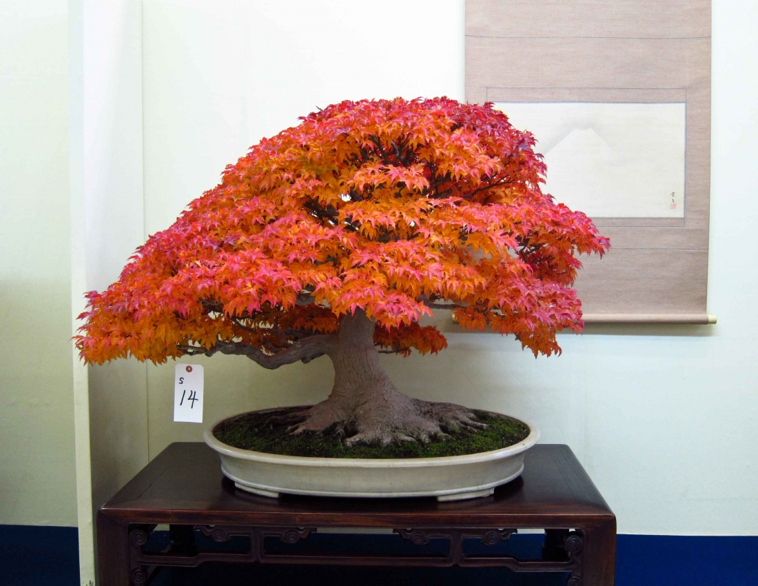 Дивовижний бонсай: коли ліс і сад  у тебе вдома...