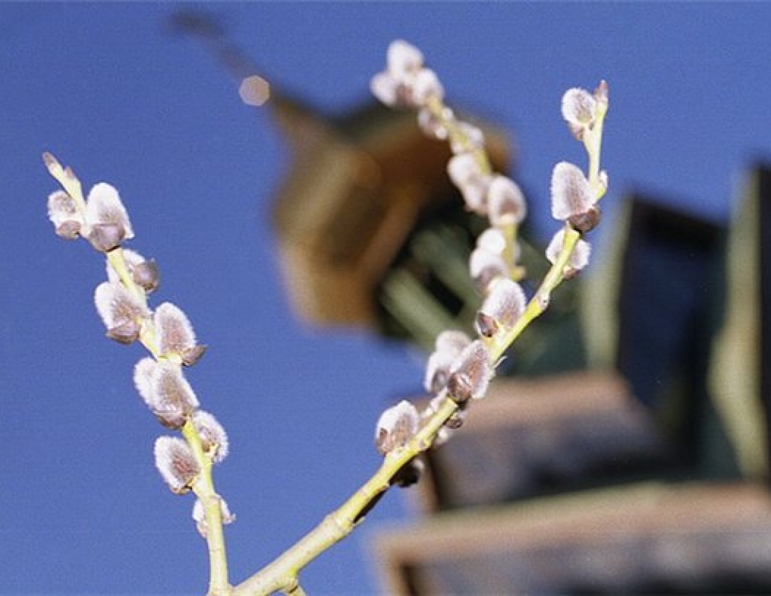 Божая неділенько - святая вербиченько