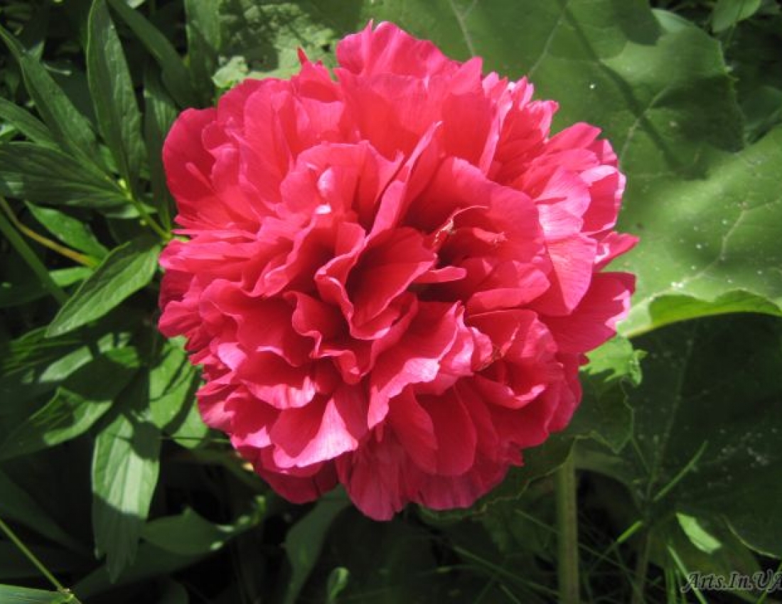 Півонного  пахучого травневого ранку!!!