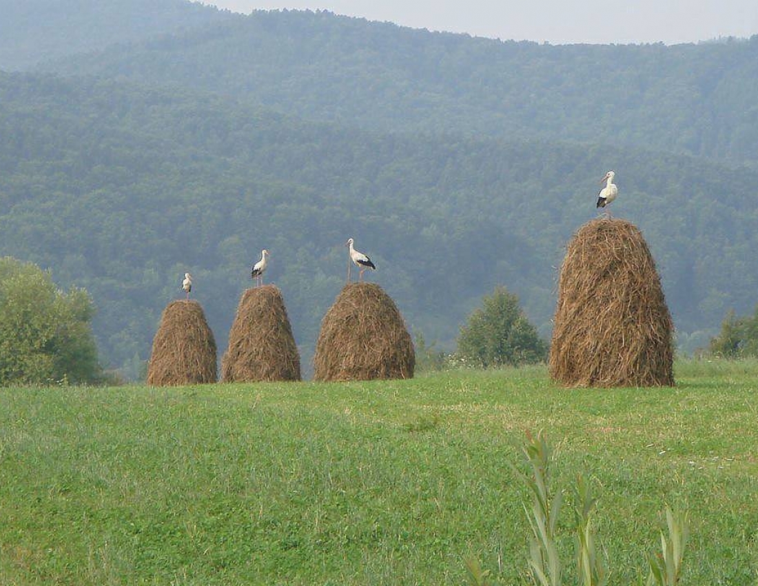 Sun is high, mountains are far, stork's gurgle is rushing over the mountain valley