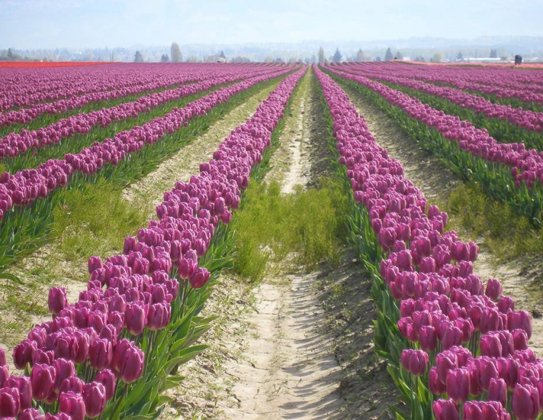 Така проста і така непередбачувана квітка... тюльпан