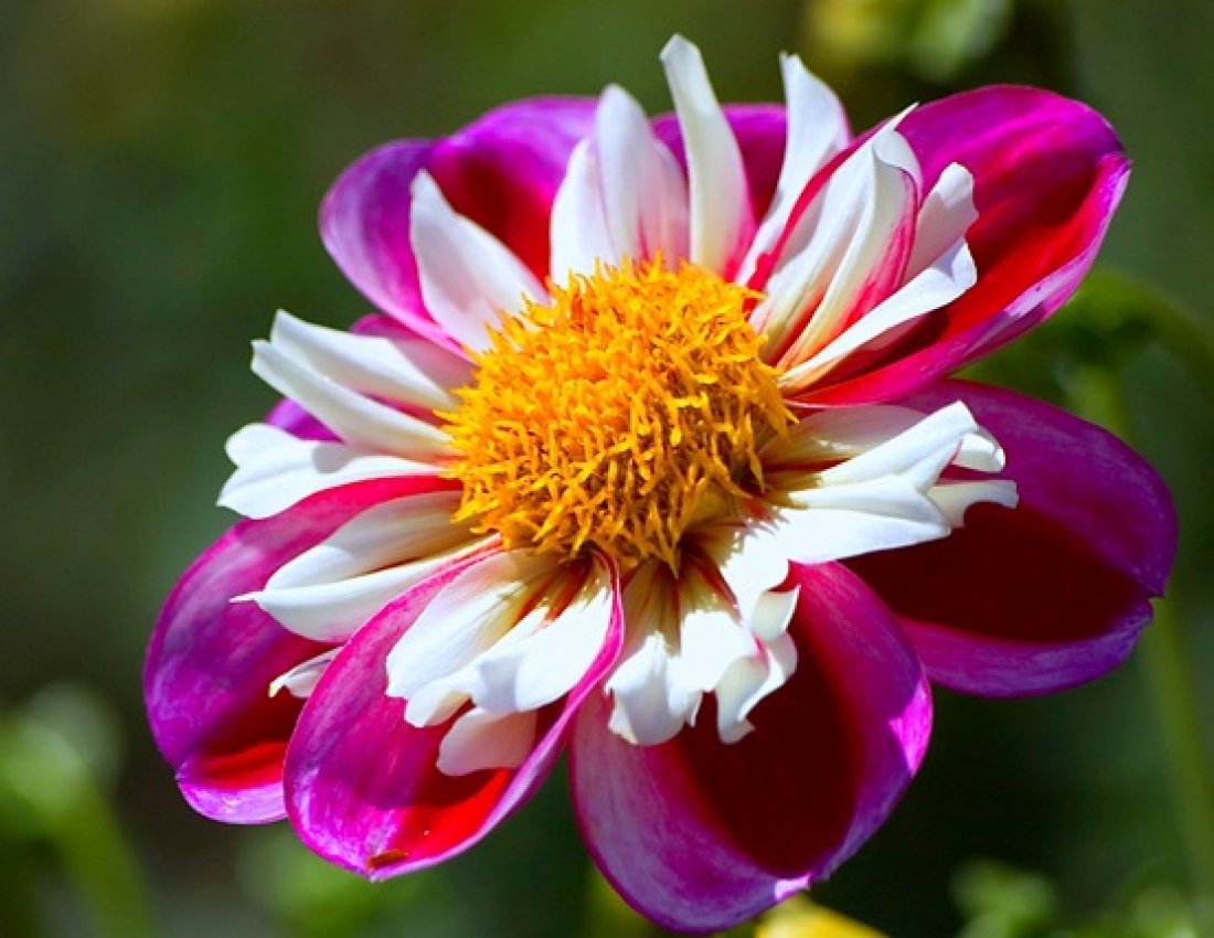 Жоржини з дитинства...