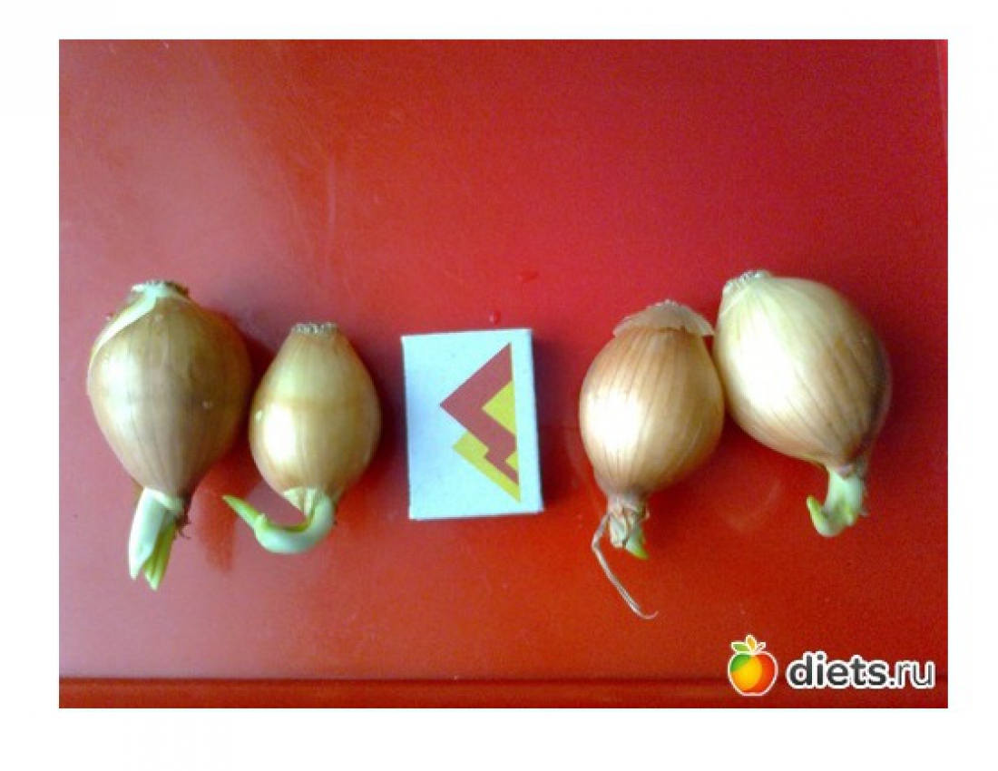 Як виростити цибулю в туалетному папері