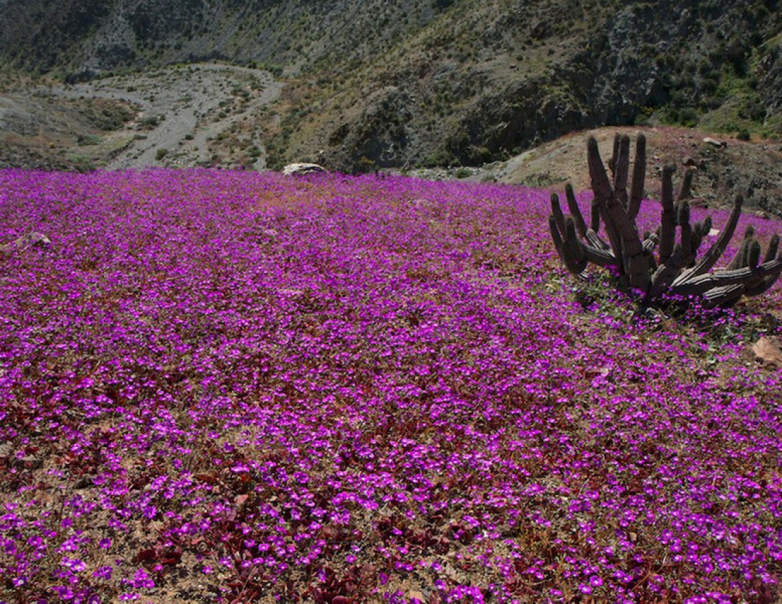Пустеля та рожеві квіти - виявляється можливо !!!