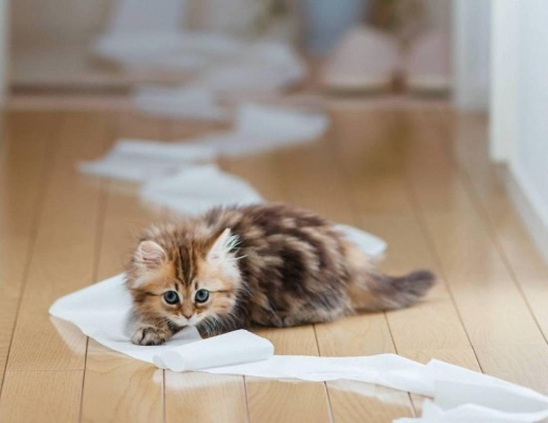 Найкрасивіше кошеня у світі на думку BBC... :-)