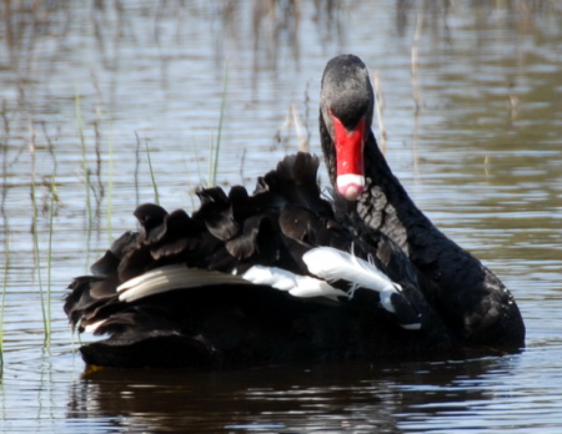 Swans of love, swans of motherhood...