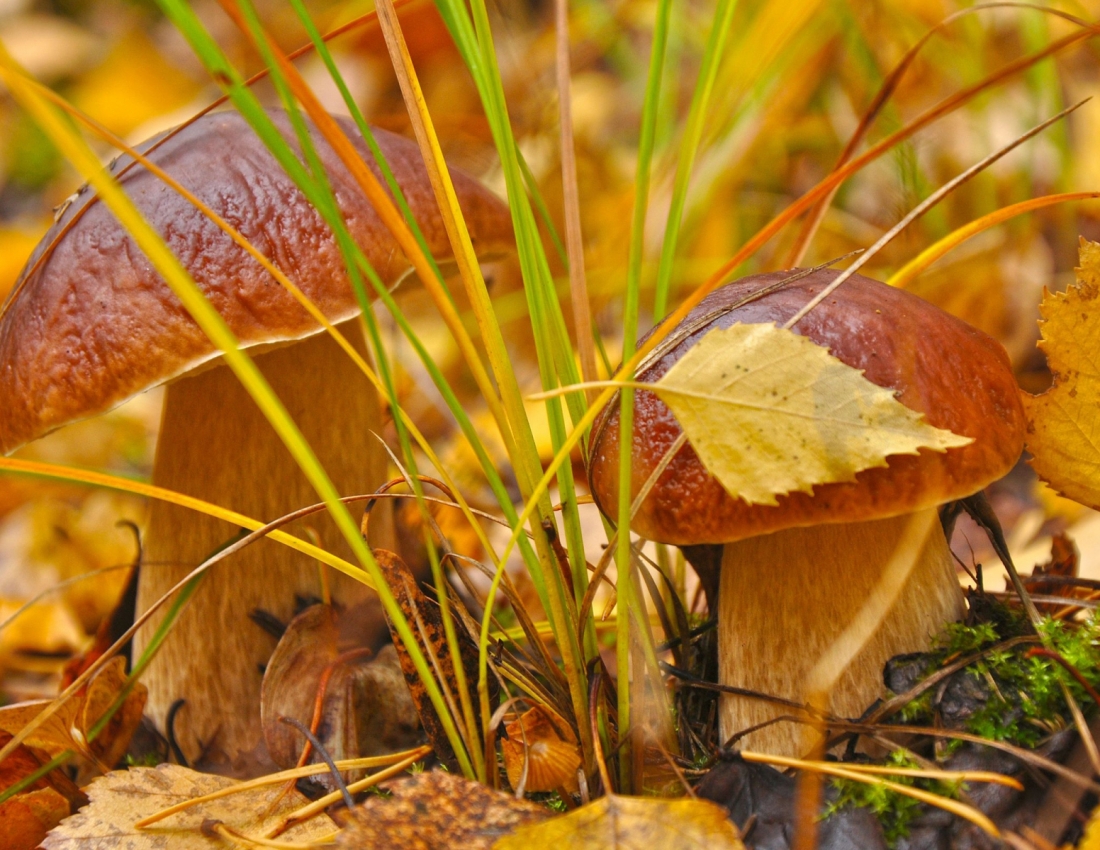 Осінь, осінь...