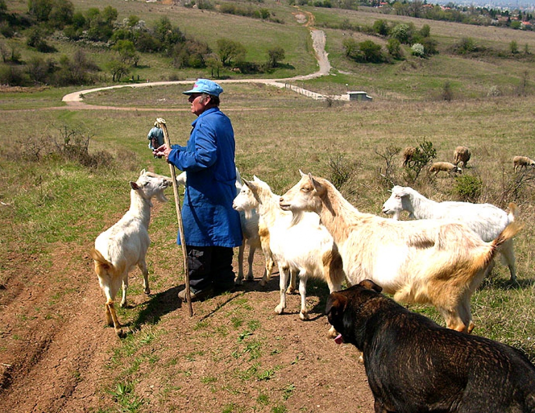 Коли тварини більше, ніж друзі ...