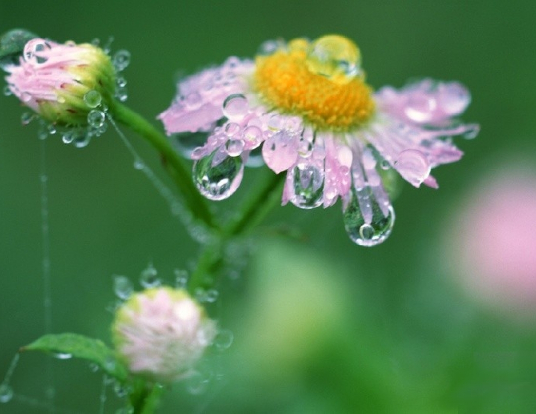 Свіжість, гармонія та колір - усе для нашого гарного настрою)