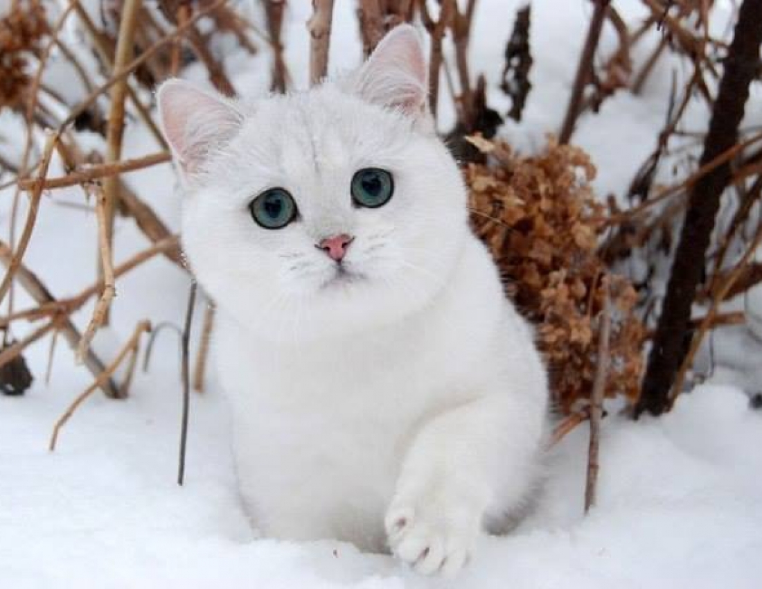 Цікавий світ природи - 4